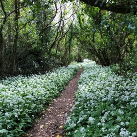 Corinne Board A wooded path in the village of Studland in Dorset