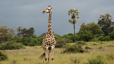 Felix Odell DeSanctis’ mother had been a natural-born wayfinder whose favourite journey had been a safari (Credit: Felix Odell)