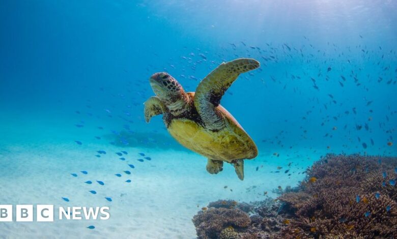 127986885 greenseaturtlegettyimages 1303975341.jpg